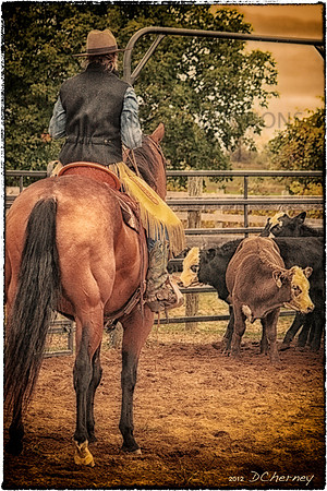 StockHorseofWI_images for Greeting Cards