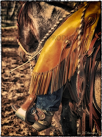 StockHorseofWI_images for Note Cards